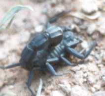 Androctonus aeneus