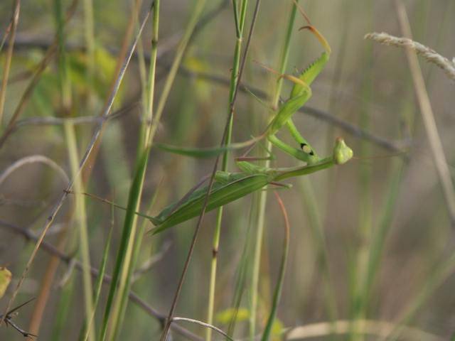 Dospělá Mantis religiosa