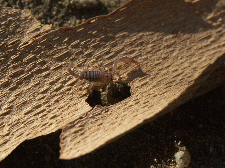 Štír rodu Euscorpius