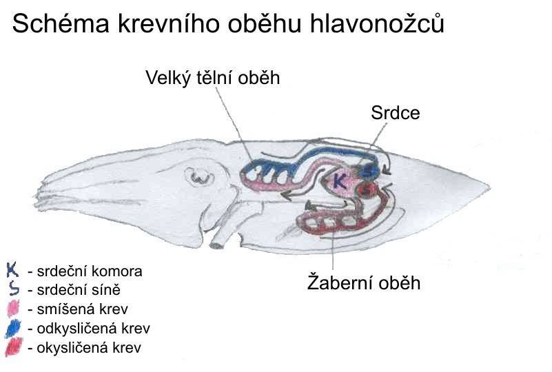 Schéma krevního oběhu hlavonožců