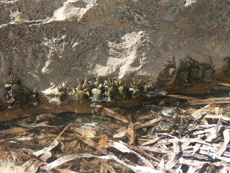 Pachygrapsus marmoratus, Les Rotes