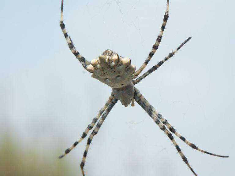 Argiope lobata