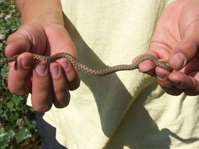 Malá Natrix tessellata