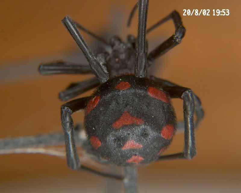 "Černá vdova" Latrodectus tredecimguttatus