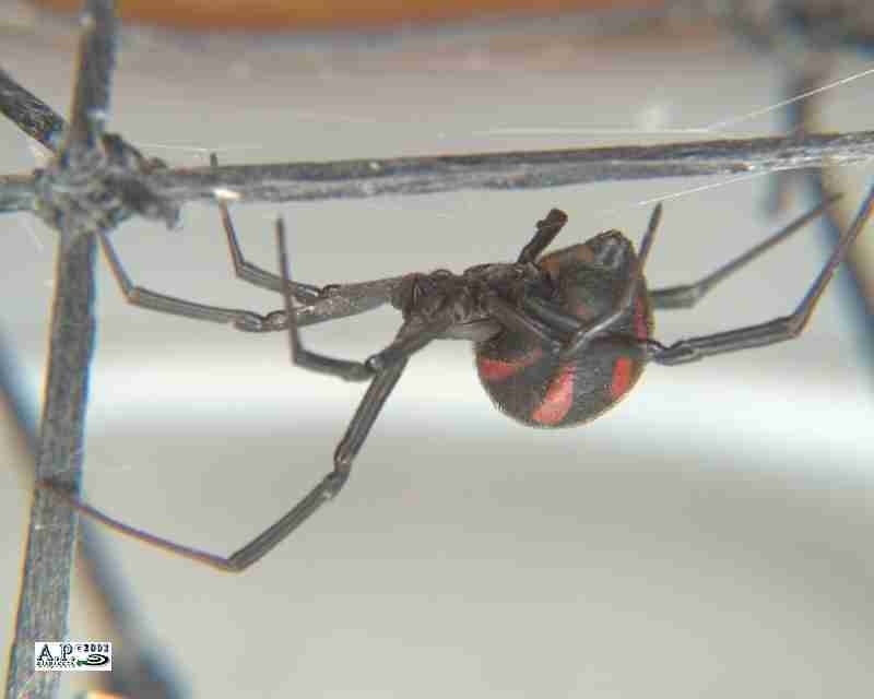 Snovačka jedovatá (Latrodectus tredecimguttatus)