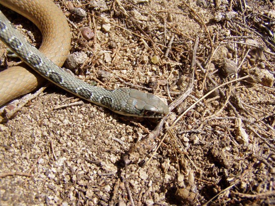 Platyceps najadum - detail