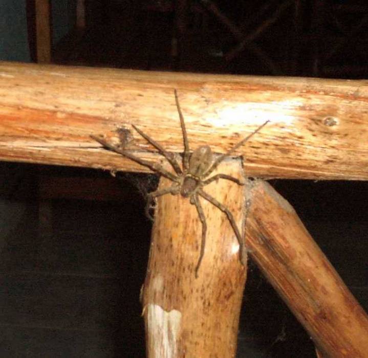 heteropoda2.jpg