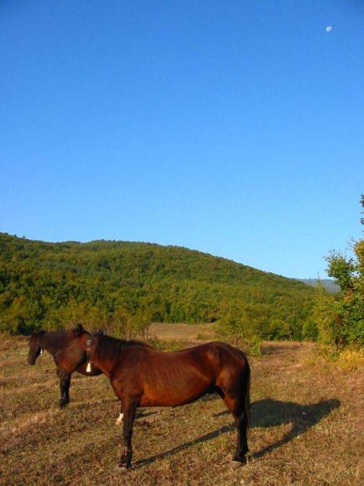 Koníci, měsíc (vpravo nahoře)