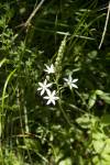Bělozářka liliovitá (Anthericum liliago)