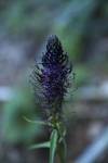 Temně fialový květ zvonečníku vejčitého (Phyteuma ovatum)