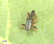 Mrtvý samec skákavky mravenčí (Myrmarachne formicaria)