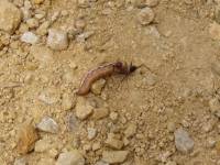 Dlouhonohý mravenec zabiják s kořistí