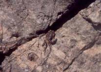 Pachygrapsus marmoratus