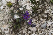 Drobounká lnice alpská (Linaria alpina)